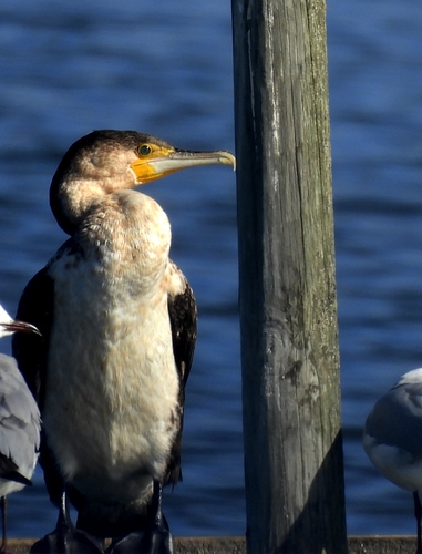 iNaturalist image