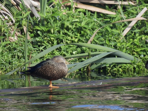 iNaturalist: (c) forest_owl, some rights reserved (CC BY-NC), uploaded by forest_owl iNaturalist image