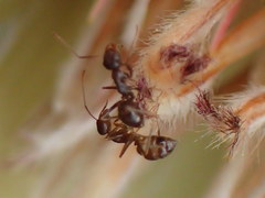 Camponotus emarginatus