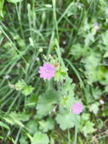 Hedgerow Crane's-bill