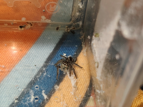 Red-bellied Jumping Spider
