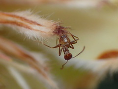 Camponotus emarginatus