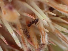 Camponotus emarginatus