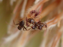 Camponotus emarginatus