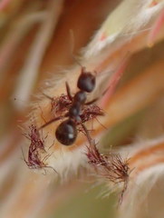 Camponotus emarginatus
