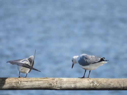 iNaturalist image