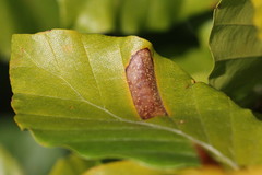 Phyllonorycter maestingella