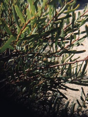 Acacia ligulata