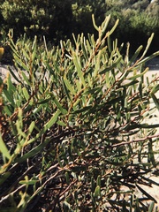 Acacia ligulata