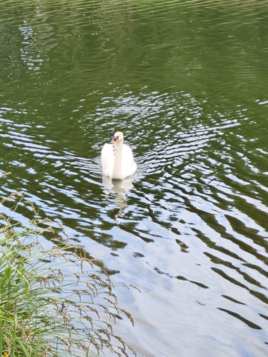 Mute Swan