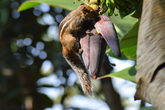 Funambulus tristriatus