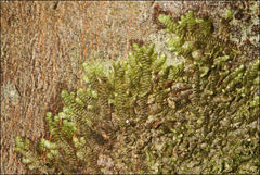 Frullania clavata