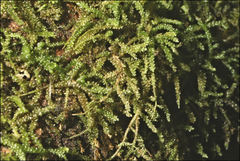 Lembophyllum divulsum