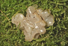 Tremella globispora