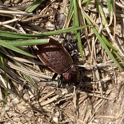 Carabus sylvestris haberfelneri