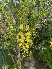 Laburnum