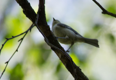 Ficedula