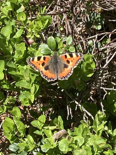 Small Tortoiseshell