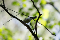 Ficedula