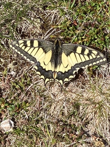 Old World Swallowtail