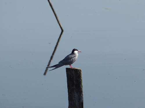 iNaturalist image