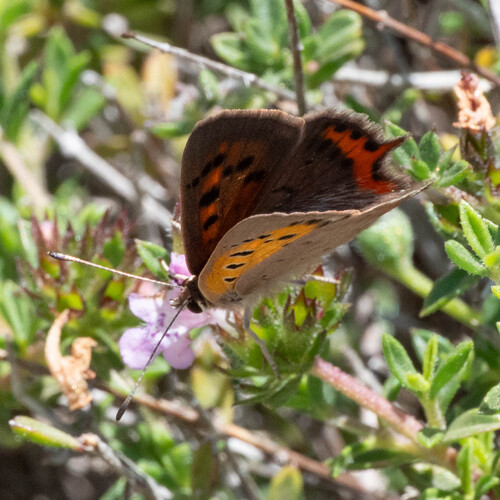 Small Copper