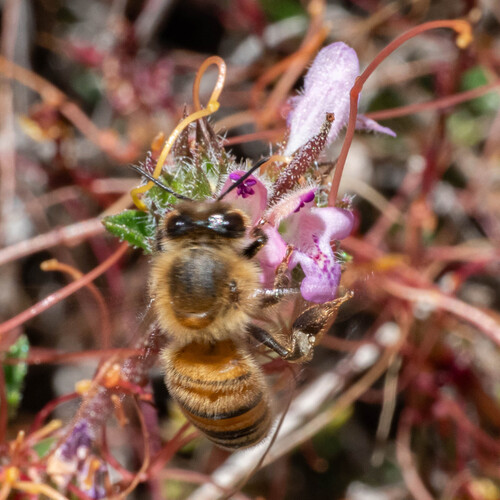 Western Honey Bee