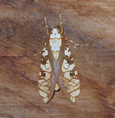 Cresera ilioides