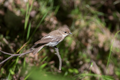 Ficedula hypoleuca