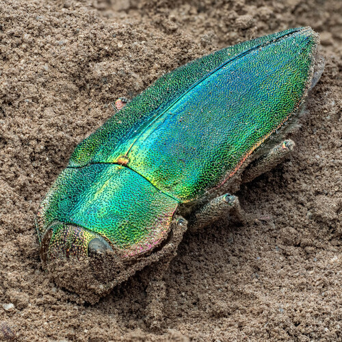 Latipalpis margotana