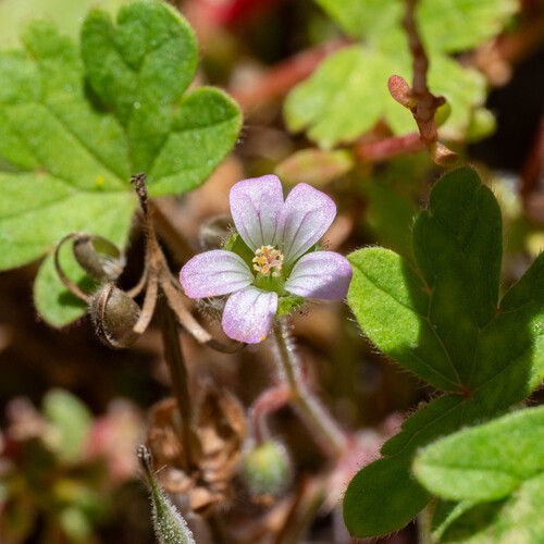 Roundleaf geranium