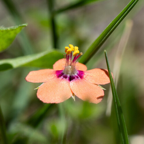scarlet pimpernel