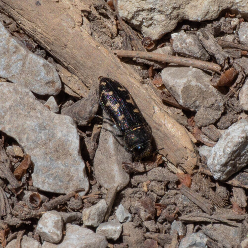Acmaeodera bartoni