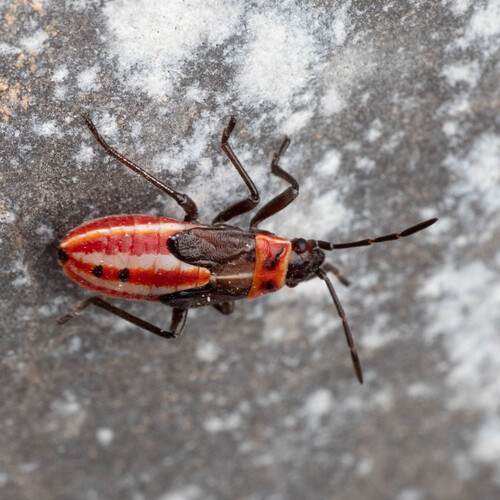 Cretan Seed Bug