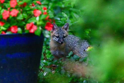 Gray Fox observed by slambert40