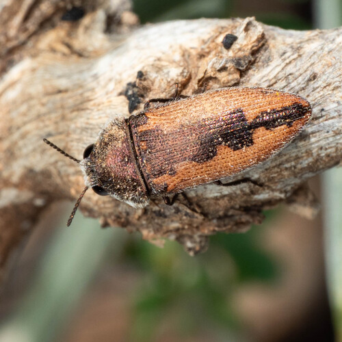 Acmaeodera flavolineata piloselloides