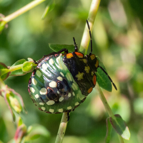 Southern Green Stink Bug