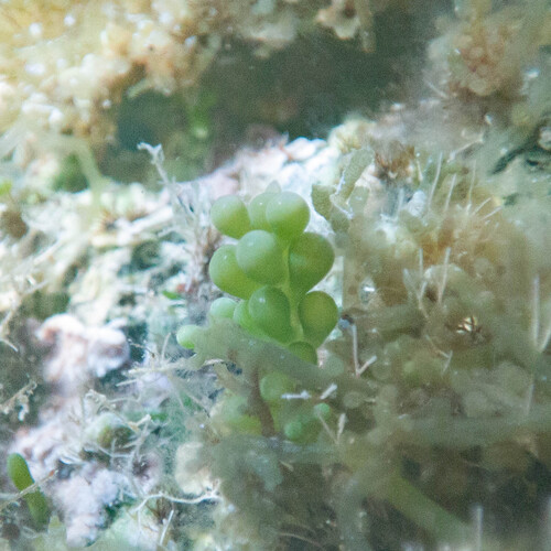 Caulerpa cylindracea