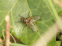 Macquartia grisea