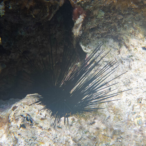 Black Longspine Urchin
