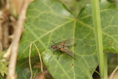 Macquartia grisea