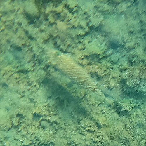 Flavimaculosus Puffer