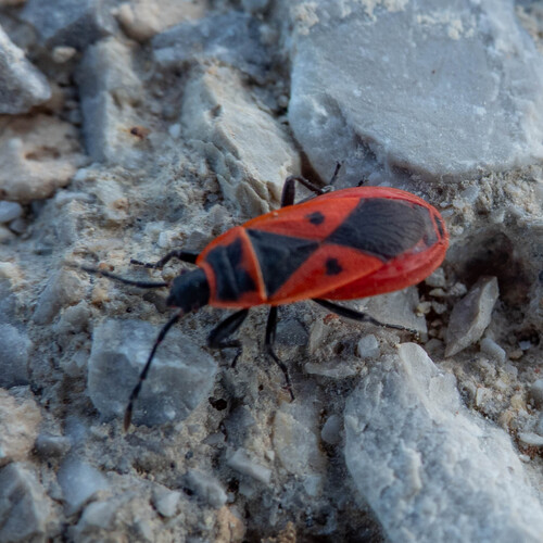 Mediterranean red bug