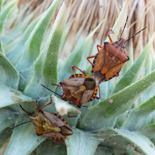 Carpocoris mediterraneus mediterraneus