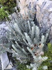Achyranthemum paniculatum