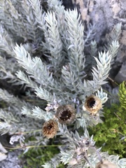 Achyranthemum paniculatum