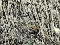 Centinela azulada
