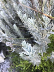 Achyranthemum paniculatum