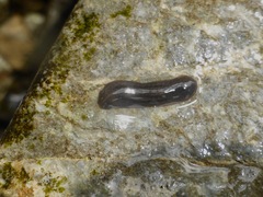 Geoplanoidea