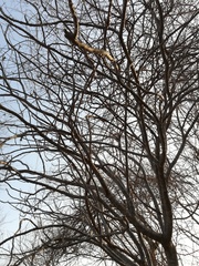 Cnidoscolus megacanthus